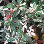 Photinia