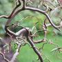 Corylus avellana 'Contorta'