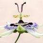 Passiflora caerulea
