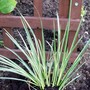 Ornimental Grass - Japanese Rush (Acorus gramineus (Japanese rush))