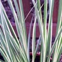 Japanese Rush (Acorus gramineus (Japanese rush))