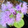 Ageratum flowers (Ageratum houstonianum)