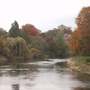 Fagus sylvatica (Common Beech)
