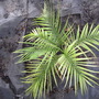 Pygmy Date Palm (Phoenix roebelenii (Pygmy date palm))
