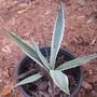 Agave (Agave)