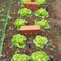 Lettuce_-_tom_thumb