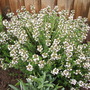 Common_thyme