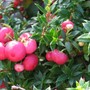 Pernettya