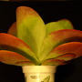 Kalanchoe thyrsiflora
