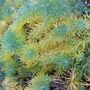 Euphorbia_colours