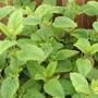 Lemon Balm (Melissa officinalis)