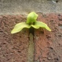 how tuff is tis plant