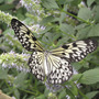 From Butterfly Garden