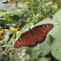 From Butterfly Garden