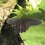 From Butterfly Garden