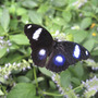 From Butterfly Garden