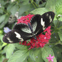 From Butterfly Garden