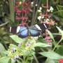 From Butterfly Garden