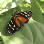 From Butterfly Garden