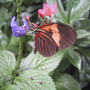 From Butterfly Garden