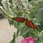 From Butterfly Garden