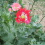 2008 Poppy Flower (papaver somniferum (opium poppy))