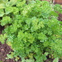 Petroselinum