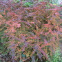 Berberis in its autumn  colours. (Berberis thunbergii)