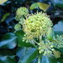 Ivy flowers (Hedera helix)