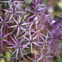 Allium cristophii (Allium cristophii (Ornamental onion))