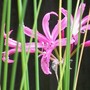 Nerine