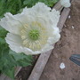 Lot of Persian White Poppy (papaver somniferum var album)