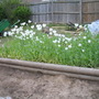 Garden Picture (papaver somniferum)