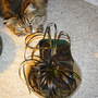 Bianca can't get enough (Allium ophiopogon)