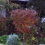 Little Cherry tree. (Prunus)