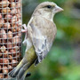 Greenfinch