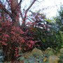 Autum colour (Mahonia Media Charity)