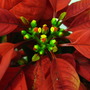 Poinsettia (Euphorbia pulcherrima (Poinsettia))