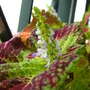 Flowering Coleus (Solenostemon scutellarioides (Coleus))