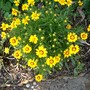 Coreopsis in 2007 (Coreopsis goldfink)