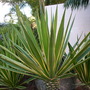 Agave americana 'variegata' (Agave americana 'variegata')