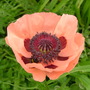 Oriental Poppy (Papaver orientale)