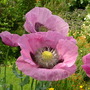 Opium poppy (Papaver somniferum)