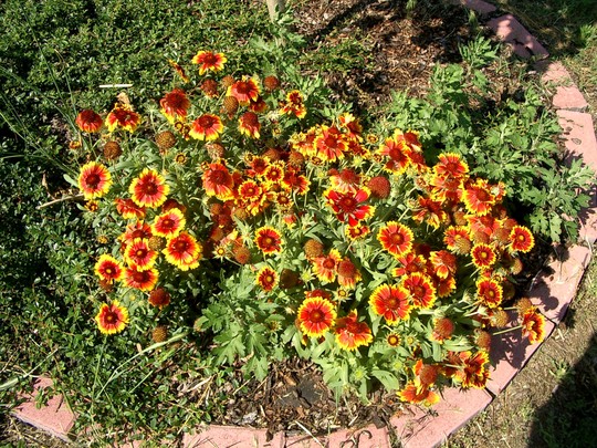 Gaillardia in 2007 (Gaillardia aristata (Blanketflower))