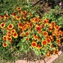 Gaillardia in 2007 (Gaillardia aristata (Blanketflower))