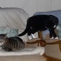 Maddy and Ripple or Sox and Febe?