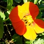 Nasturtiums are still giving us an occasional bloom. (Tropaeolum majus (Compact Nasturtium))