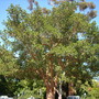 Ficus sycomorus - Sycamore Fig (Ficus sycomorus - Sycamore Fig)