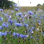 Wild cornflowers
