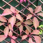 Chinese Virginia Creeper (Parthenocissus henryana)